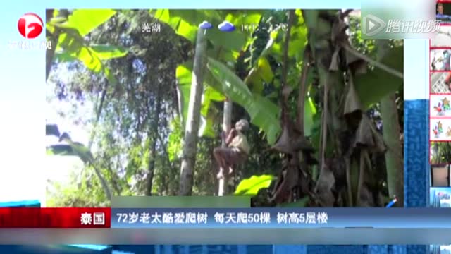 泰国72岁老太酷爱爬树：每天爬50棵 树高5层楼截图