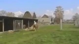 骆马跑步令人笑喷