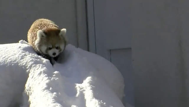 小熊猫在雪地里玩耍