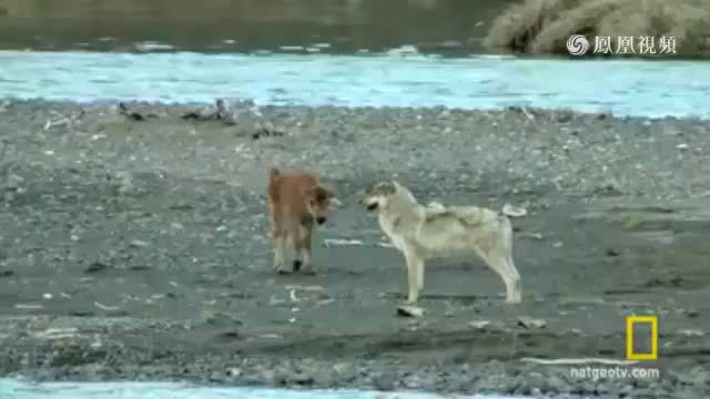 初生之犊不畏虎 出生才7天的野牛宝宝竟击退凶猛野狼