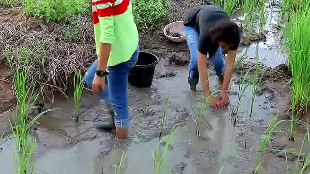 柬埔寨:农村姐妹俩到田里舀水捉鱼,想起了小时候