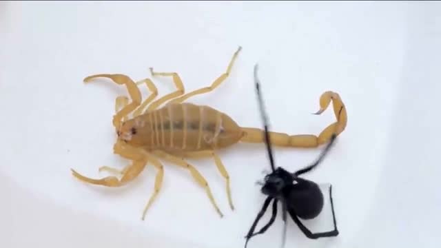 黑寡妇蜘蛛vs蝎子,结果出人意料