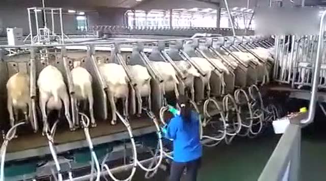 第一次知道羊奶是这样用机器挤出来的,被这场面折服了!