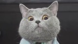 男子对小猫竖中指遭到猛烈报复