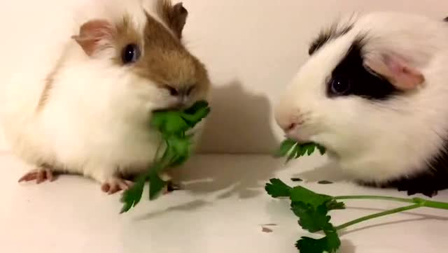 荷兰猪吃菜菜