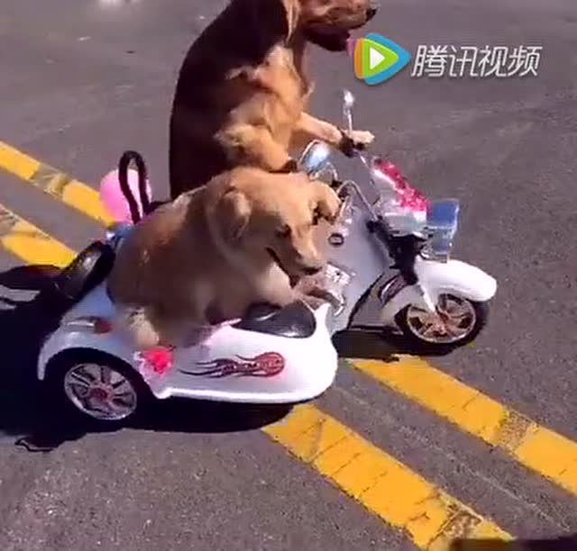 开着拖拉机去兜风(客家话配音)超搞笑