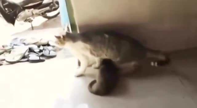 养只超大老鼠 跟猫和平共处!