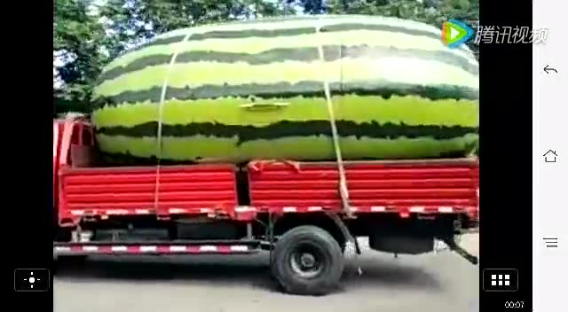 世界上最大的西瓜!比卡车还大!