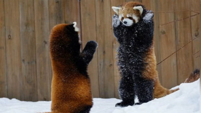 原来小熊猫摆这个动作是为了威吓,太吓人了!