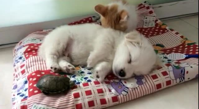 家中三宠物宝宝睡午觉,小萌猫挑了一个舒服的枕头