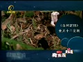2011-01-11期 亚太十二金刚 蛇 蜥蜴