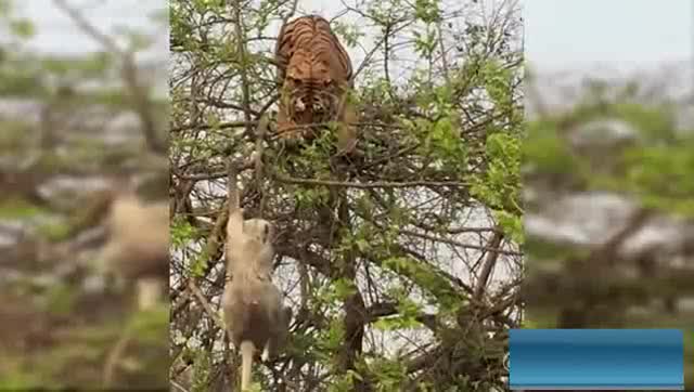 猴子实力挑衅,老虎逼急直接上树