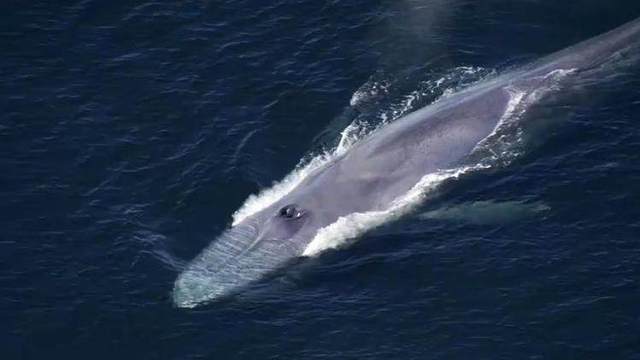 蓝鲸,世界上最大的动物,目前仅剩不到50头