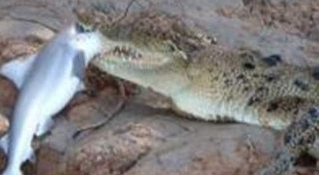 实拍食人鱼被鳄鱼攻击 鳄鱼当场身亡