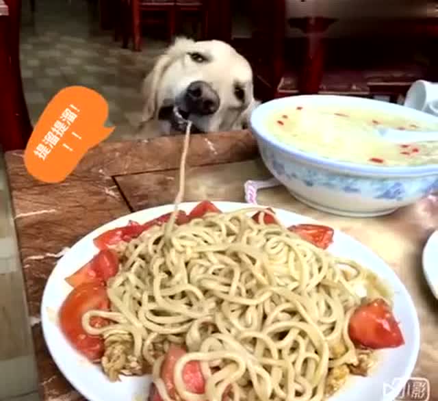 吃面条的金毛,我服了这个汪星人!