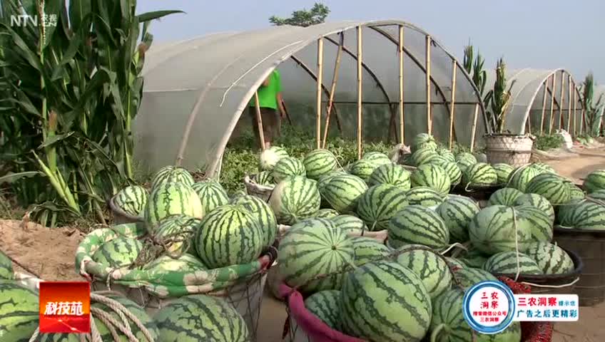 实拍非洲西瓜不一样的吃法,大开眼界