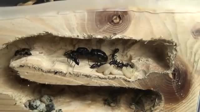 神奇:黑色蚂蚁蚁后产卵过程