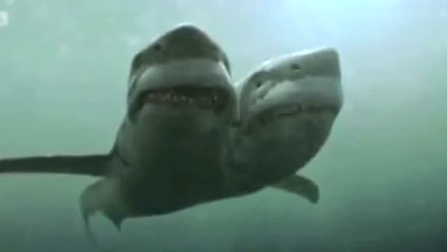 国外渔民捕获罕见的一只双头鱼 仔细一看居然是大白鲨