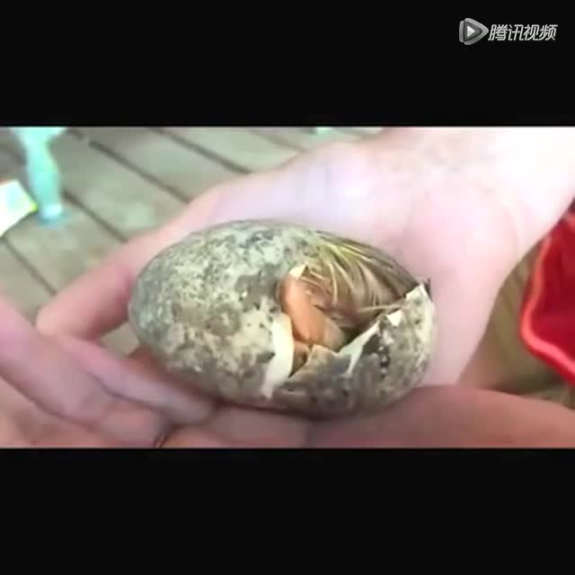 小鸭子在掌心上破壳而出的瞬间
