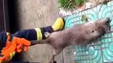 吓人 超级大老鼠
