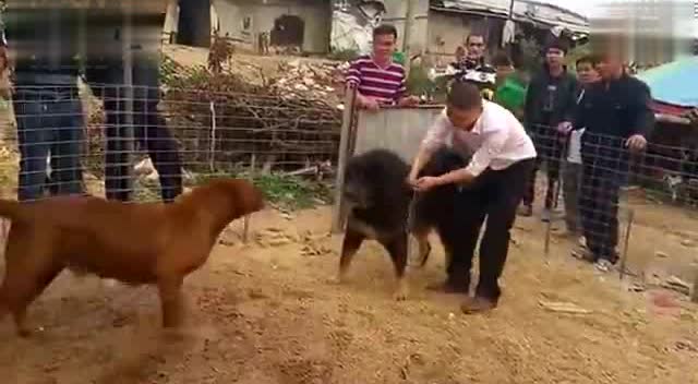 这个藏獒听说很凶猛,大家看看怎么样!