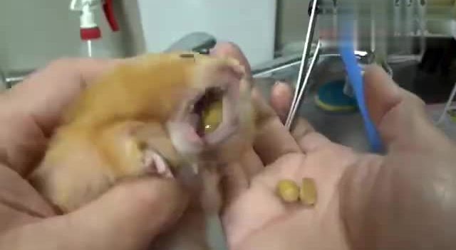兽医记录下仓鼠剪牙过程