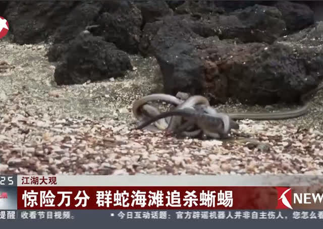 蜥蜴大战群蛇