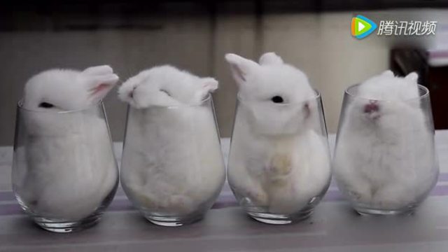 四只小白兔在玻璃杯中玩耍 萌化了!