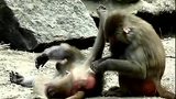 猩猩猴子和狒狒的交配大战