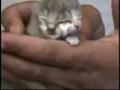 实拍世界罕见双头猫