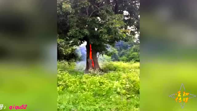 美国奇特魔鬼树火在树干内部燃烧 枝干却完好