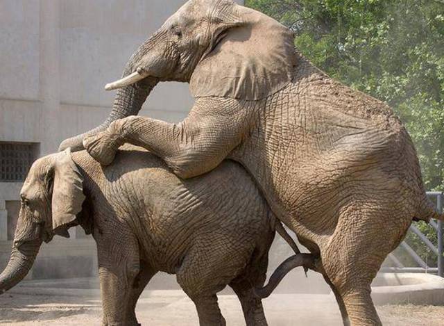 实拍大象配种全过程,进入的时候雌象会发出雷霆般巨大的叫声!