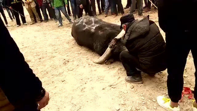 农村斗牛对碰死牛,抢救无效,只能进牛肉馆里了