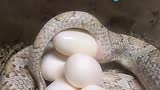母蛇下蛋近距离高清拍摄全过程,看它下的好痛苦的样子