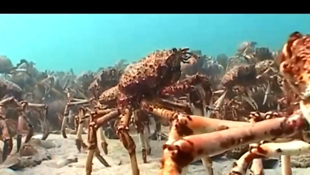 巨型杀人螃蟹在日本已经杀死60多人
