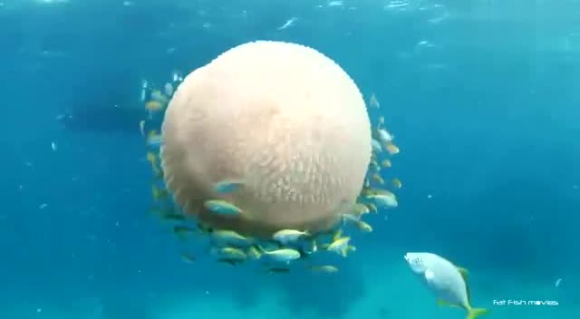 实拍海洋里最大的水母,美得令人窒息