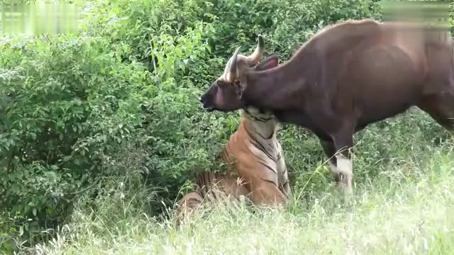 实拍老虎捕食一头牛整个惊险现场