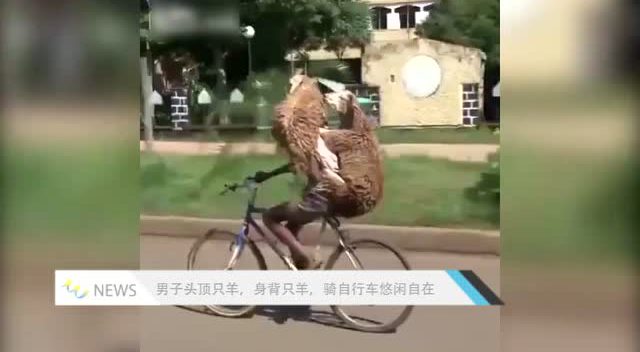 男子头顶只羊,身背只羊,骑自行车悠闲自逛大街