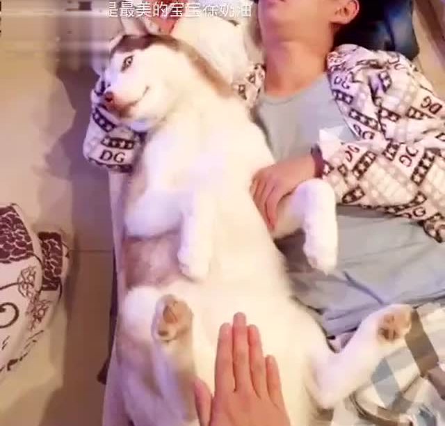 二哈正安静的躺在粑粑的怀里,女主人突然走过来,二哈的表情变了