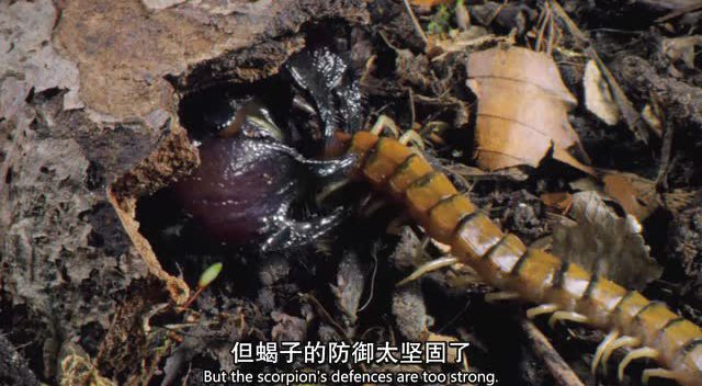 毒蝎子大战毒蚰蜒,究竟鹿死谁手?