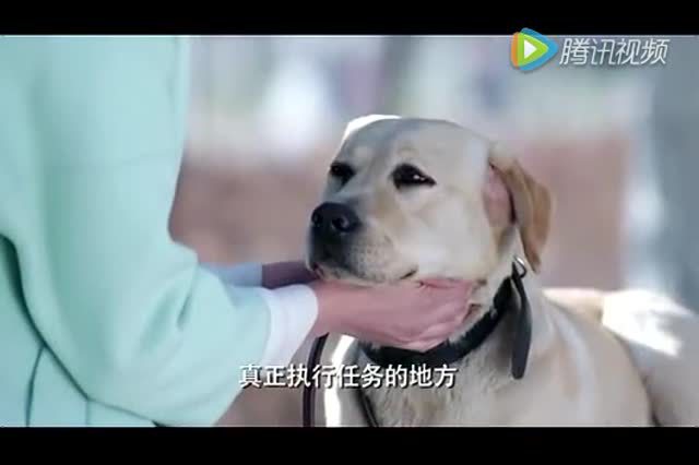 超哥找穿帮《警花与警犬》最新穿帮镜头