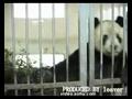 大熊猫也跳舞