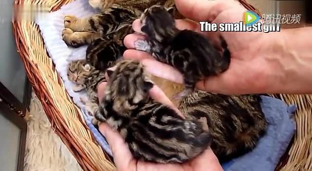 虎斑猫妈妈生下6只小猫咪 一家人其乐融融