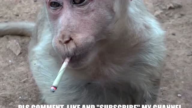 村里来了只残疾猴子,独臂独腿很坚强,还会抽烟