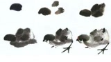 4分钟全面解析,国画写意小鸡的画法要点,教你画出栩栩如生的小鸡