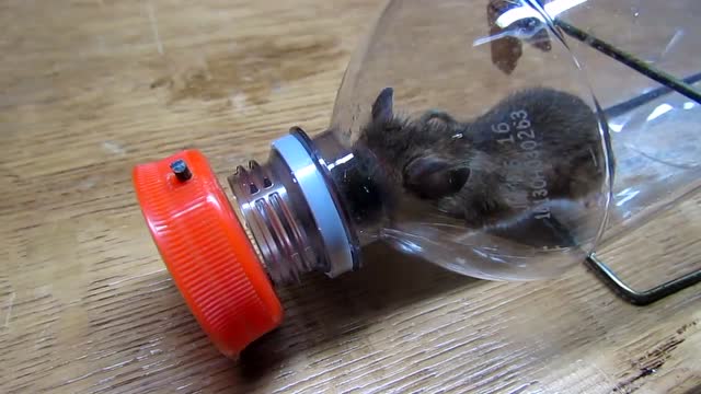 手工diy,使用废弃饮料瓶制作一个捕鼠器