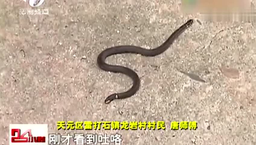 村民挖出十几条罕见两头蛇 最初以为是大蚯蚓