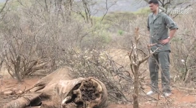 视频：姚明非洲行倡环保 近距离接触死亡动物