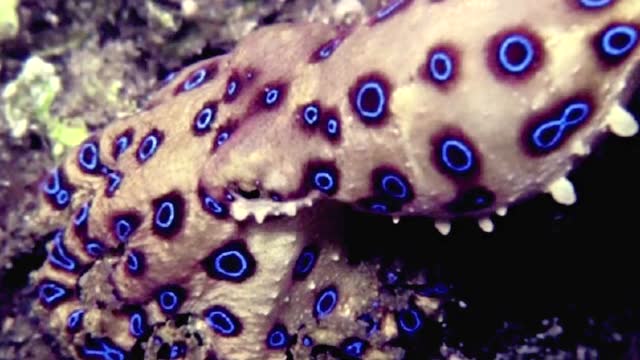 世界上最恐怖的十大生物