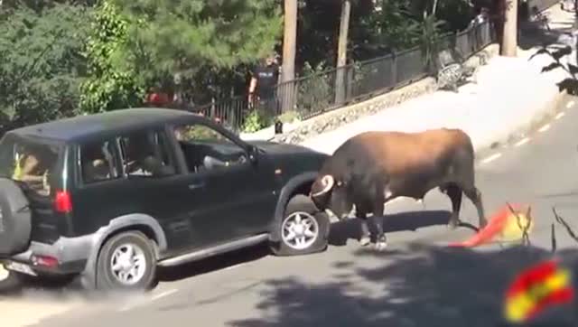 实拍愤怒公牛用犄角狂顶小汽车 吓坏车上乘客